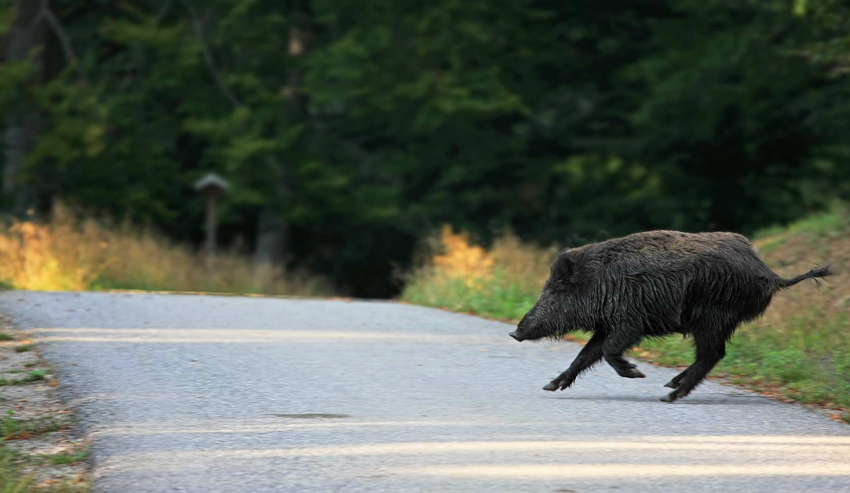 What to do if you hit an animal on Singapore roads
