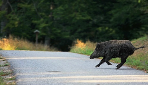 What to do if you hit an animal on Singapore roads