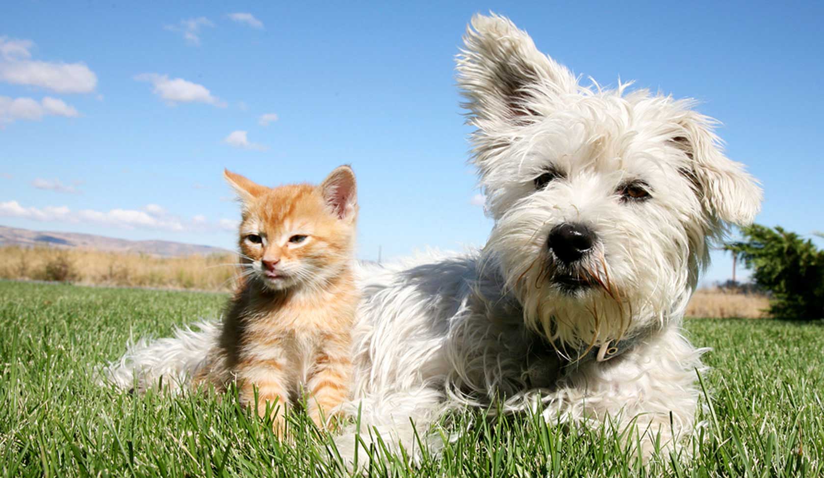 pets on the move