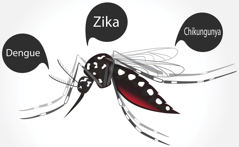 Dengue, Zika