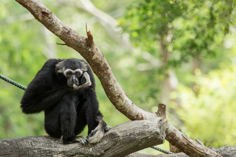 The Gibbon Experience