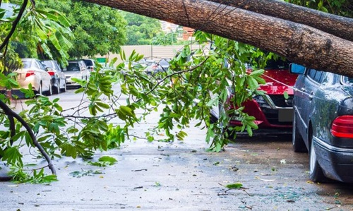 A car damaged by a fallen tree, parked under the tree, emphasizing the importance of car insurance coverage.