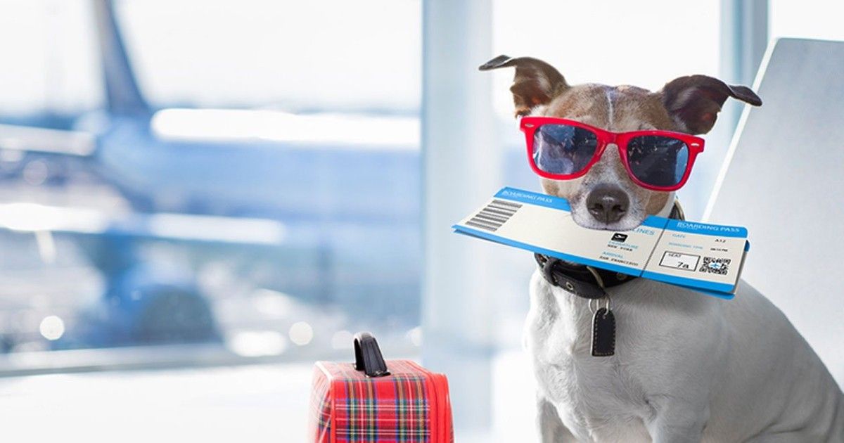 Travelling with pets